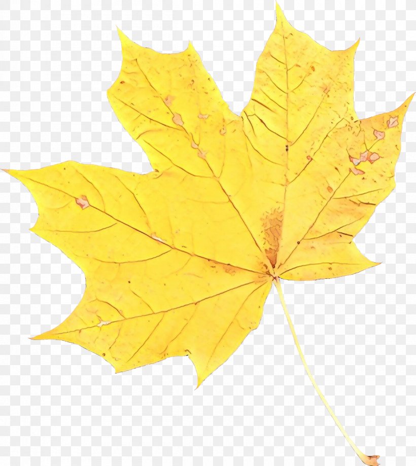 Maple Leaf Plane Trees, PNG, 1200x1345px, Maple Leaf, Autumn, Black Maple, Deciduous, Family Download Free