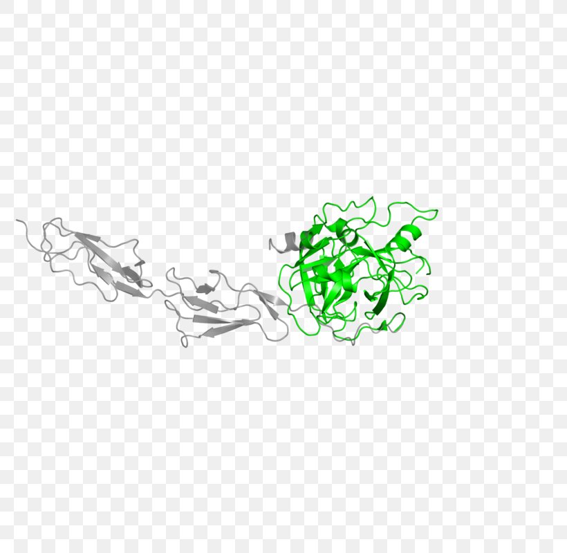 MASP2 Mannose-binding Protein-associated Serine Protease Mannan-binding Lectin MASP1, PNG, 800x800px, Mannanbinding Lectin, Enzyme, Green, Homo Sapiens, Lectin Download Free