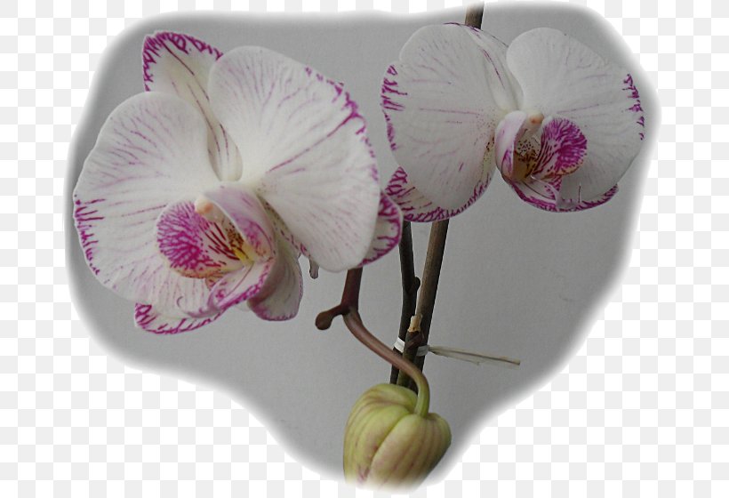 Moth Orchids, PNG, 700x560px, Moth Orchids, Flower, Flowering Plant, Moth Orchid, Orchid Download Free