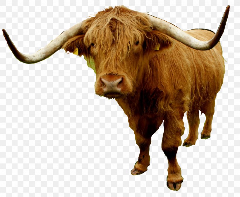 Texas Longhorn Highland Cattle English Longhorn Bull Domestic Yak, PNG, 1350x1112px, Texas Longhorn, Bull, Cattle, Cattle Like Mammal, Cow Download Free