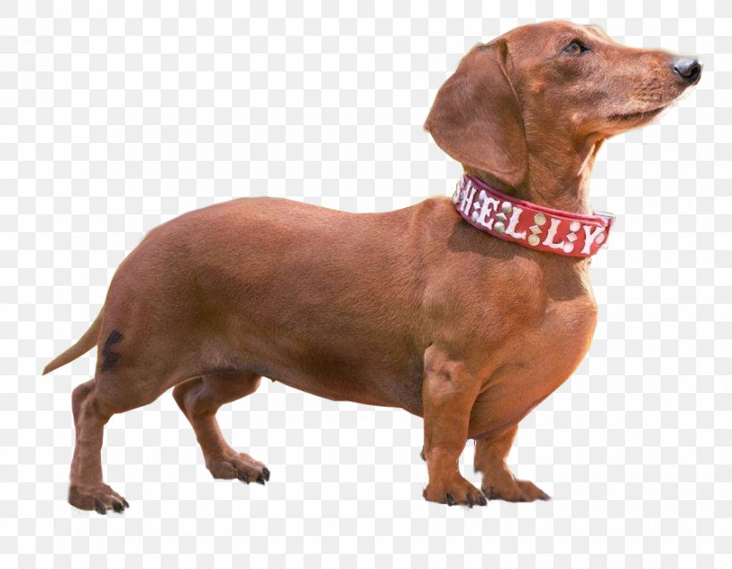 Dachshund Dog Breed Companion Dog Wiener Nationals Dog Walking, PNG, 900x700px, Dachshund, Carnivoran, Companion Dog, Coursing, Dachshund Racing Download Free