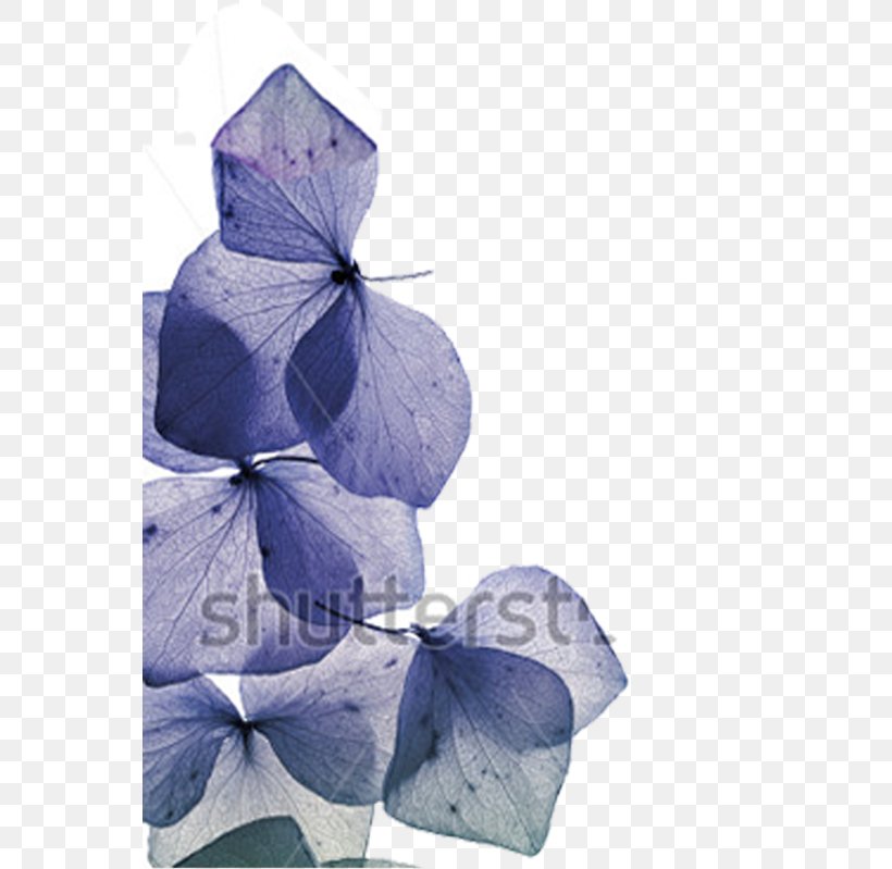 Física Y Química 2 ESO Petal The Whitest Flower Physics And Chemistry, Secondary 2, PNG, 558x799px, Petal, Blue, Book, Chemistry, Close Up Download Free