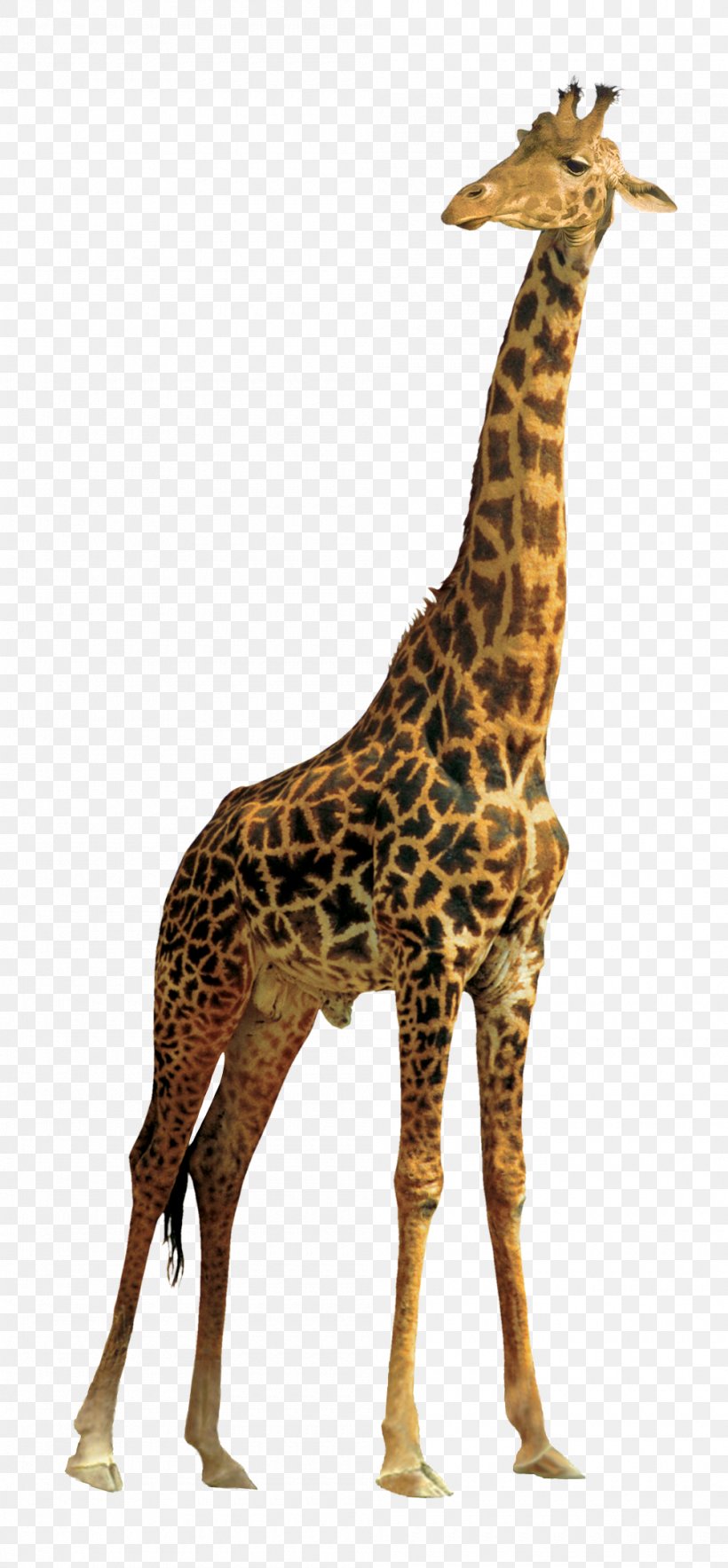 Giraffe Clip Art, PNG, 1000x2155px, Northern Giraffe, Android, Animal, Editing, Fauna Download Free