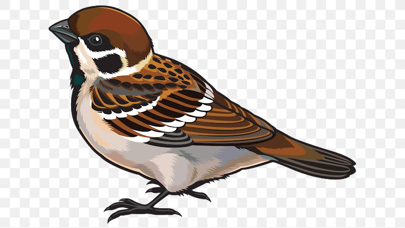Sparrow Bird Drawing Download Clip Art, PNG, 640x461px, Sparrow, Beak, Bird, Drawing, Eurasian Tree Sparrow Download Free