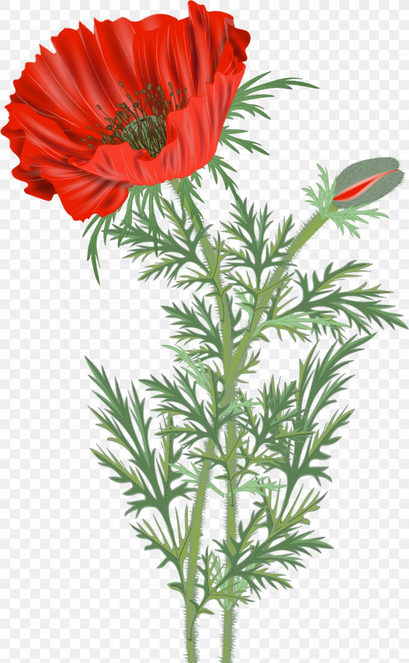 Common Poppy Flower Clip Art, PNG, 938x1521px, Common Poppy, Annual Plant, Chrysanths, Coquelicot, Cut Flowers Download Free