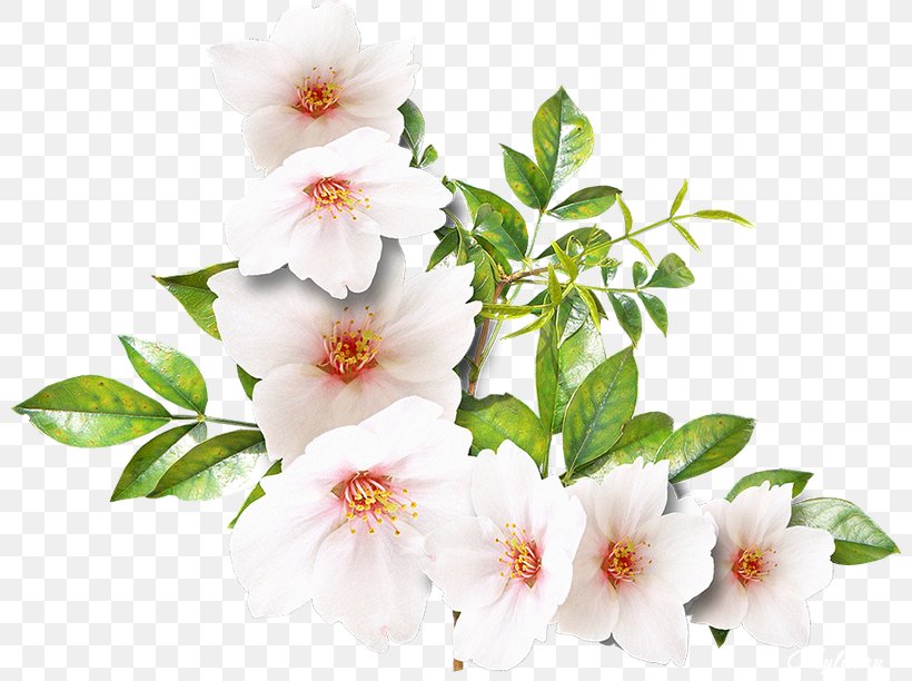Flower White Clip Art, PNG, 800x612px, Flower, Archive File, Blossom, Branch, Color Download Free