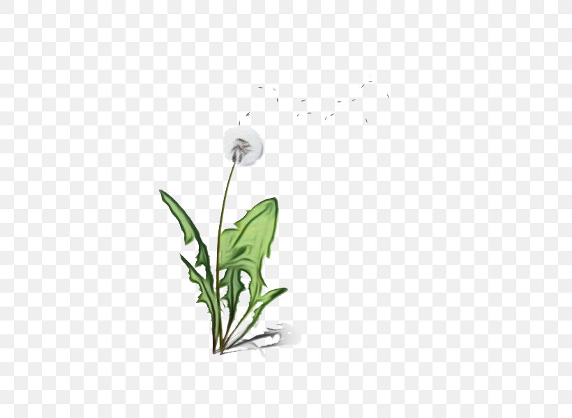 Flowering Plant Flower Plant Leaf Pedicel, PNG, 600x600px, Watercolor, Flower, Flowering Plant, Leaf, Paint Download Free