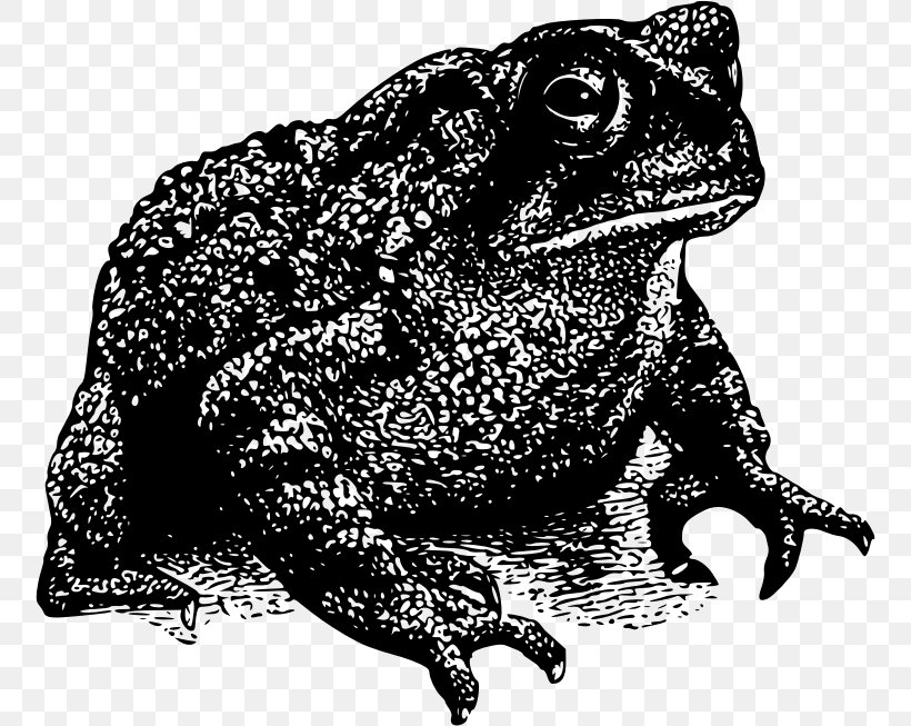 Frog And Toad Amphibian Drawing, PNG, 756x653px, Frog, American Toad, Amphibian, Black And White, Common Toad Download Free