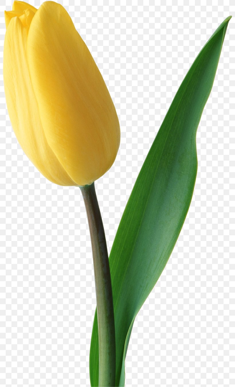 Clip Art Tulip Flower Illustration, PNG, 800x1349px, Tulip, Arum Family, Botany, Bud, Closeup Download Free