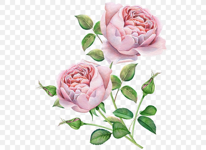 Rose Flower Bouquet Vector Graphics Illustration, PNG, 600x600px, Rose, Cut Flowers, Floral Design, Floristry, Flower Download Free