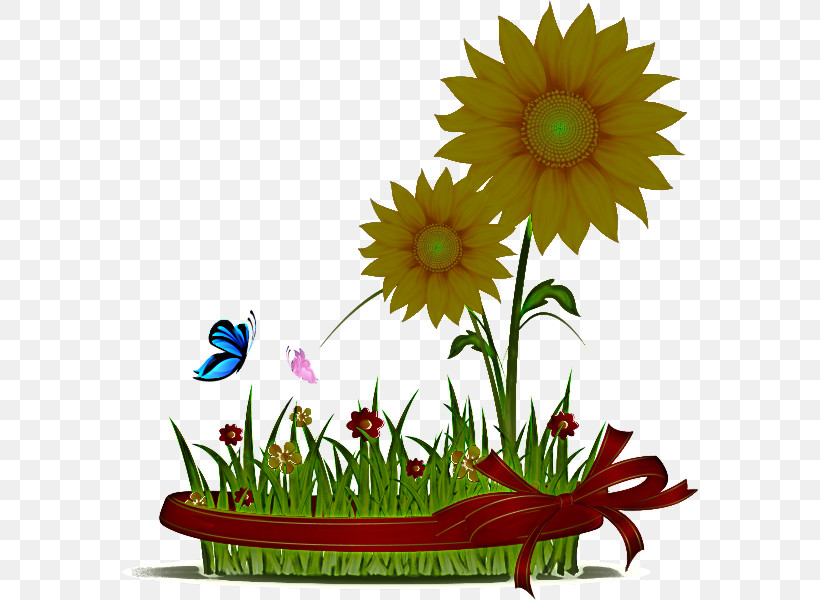 Daisy, PNG, 576x600px, Grass, Daisy, Flower, Flowerpot, Gerbera Download Free