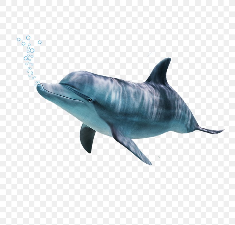 Spinner Dolphin Common Bottlenose Dolphin Short-beaked Common Dolphin Rough-toothed Dolphin Tucuxi, PNG, 784x784px, Spinner Dolphin, Common Bottlenose Dolphin, Dolphin, Fauna, Fin Download Free