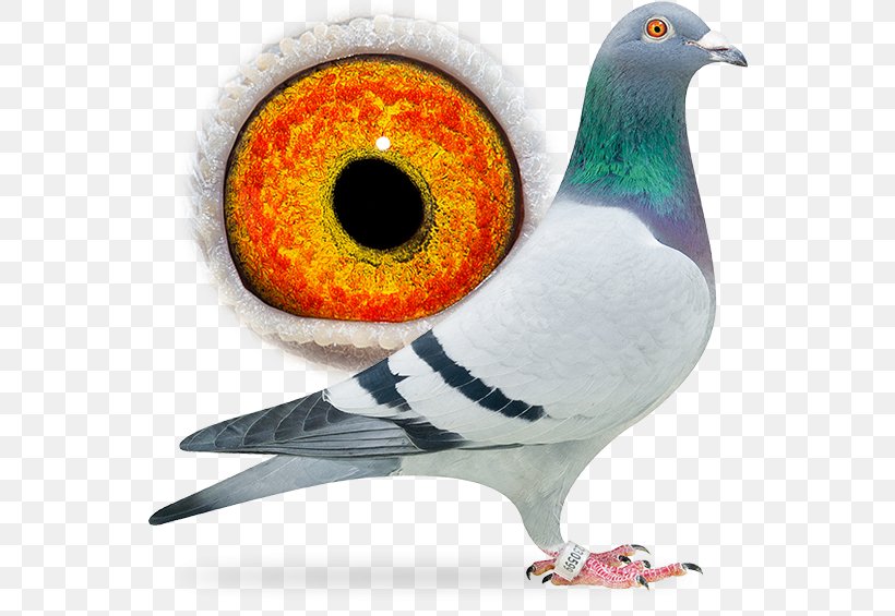 Domestic Pigeon Columbidae Pigeon Racing Bird, PNG, 556x565px, Domestic Pigeon, Aaldering Pigeons, Beak, Bird, Cat Download Free