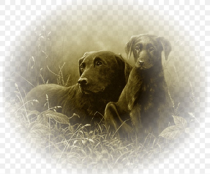 Labrador Retriever Boykin Spaniel Puppy Dog Breed Long John Silver, PNG, 800x681px, Labrador Retriever, Animal, Art, Boykin Spaniel, Breed Download Free