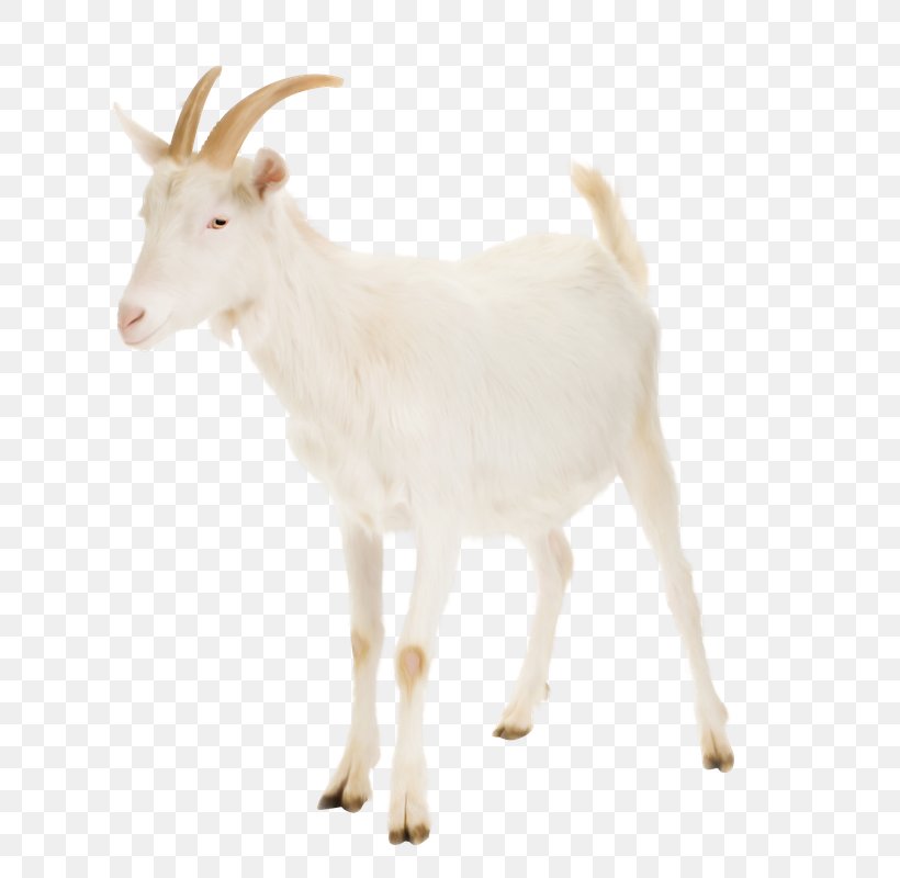 Nigerian Dwarf Goat Cattle Rove Goat Russian White Goat Livestock, PNG, 800x800px, Nigerian Dwarf Goat, Bovidae, Caprinae, Cattle, Cow Goat Family Download Free
