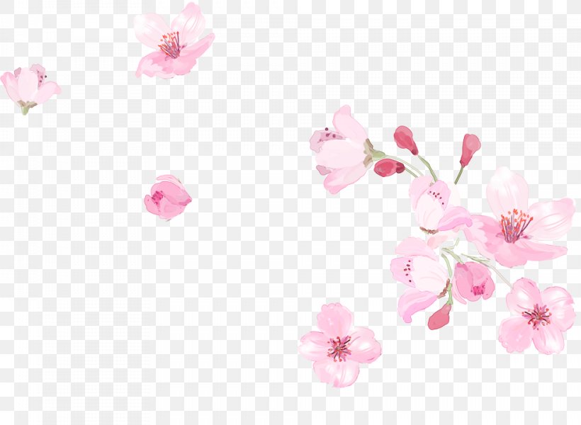 Pink Cherry Blossom Clip Art, PNG, 984x720px, Pink, Blossom, Cherry, Cherry Blossom, Color Download Free