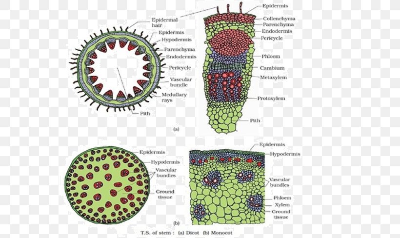 Plant Stem Cell Dicotyledon Plants Tissue, PNG, 577x488px, Plant Stem, Anatomy, Botany, Cell, Diagram Download Free
