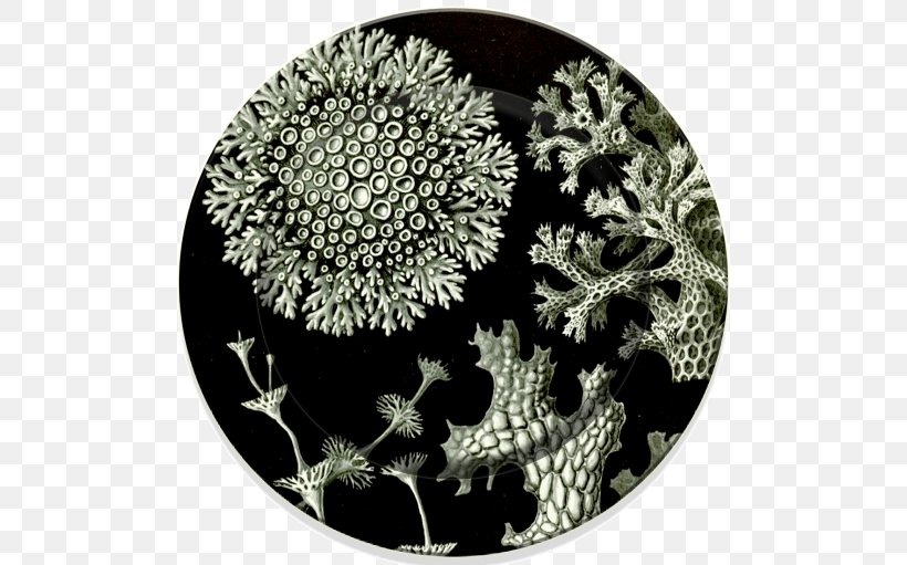 Art Forms In Nature Lichen Lithography Air Pollution, PNG, 500x511px, Art Forms In Nature, Air Pollution, Art, Ceramic, Collecting Download Free