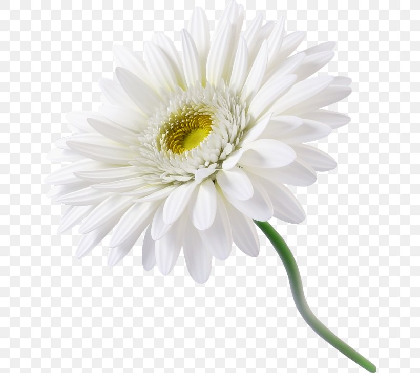 Chamomile Common Daisy Flower Clip Art, PNG, 650x729px, Chamomile, Annual Plant, Aster, Chrysanths, Common Daisy Download Free
