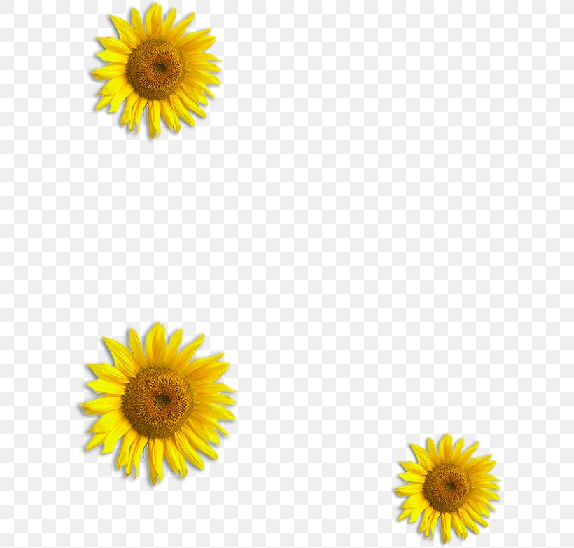 Chrysanthemum Flower Yellow, PNG, 616x782px, Chrysanthemum, Common Sunflower, Daisy, Daisy Family, Flower Download Free