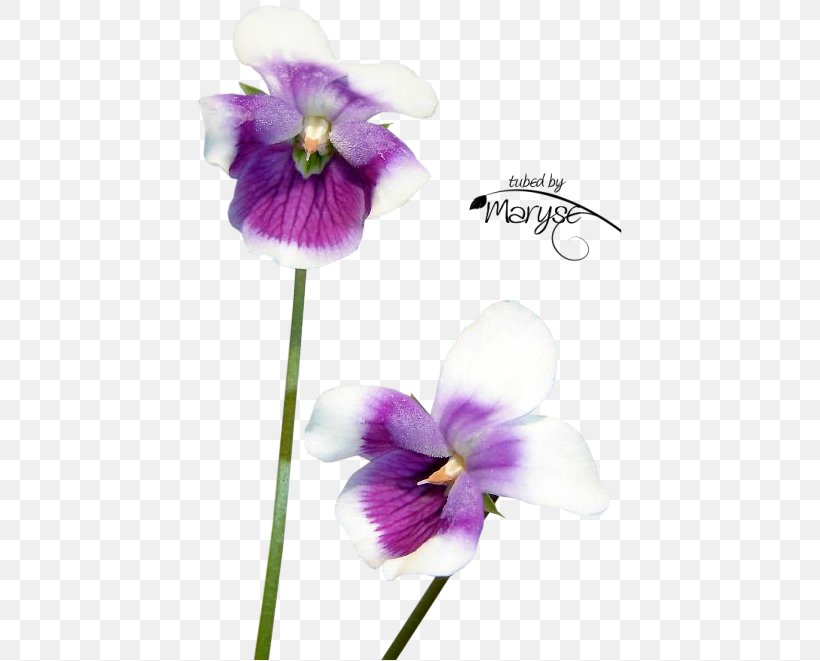 Flower Newton's Yarn Country Violet Image Photograph, PNG, 448x661px, Flower, Accommodation, Art, Description, Flowering Plant Download Free