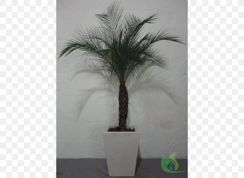 Asian Palmyra Palm Flowerpot Date Palm Houseplant Arecaceae, PNG, 600x600px, Asian Palmyra Palm, Arecaceae, Arecales, Borassus, Borassus Flabellifer Download Free