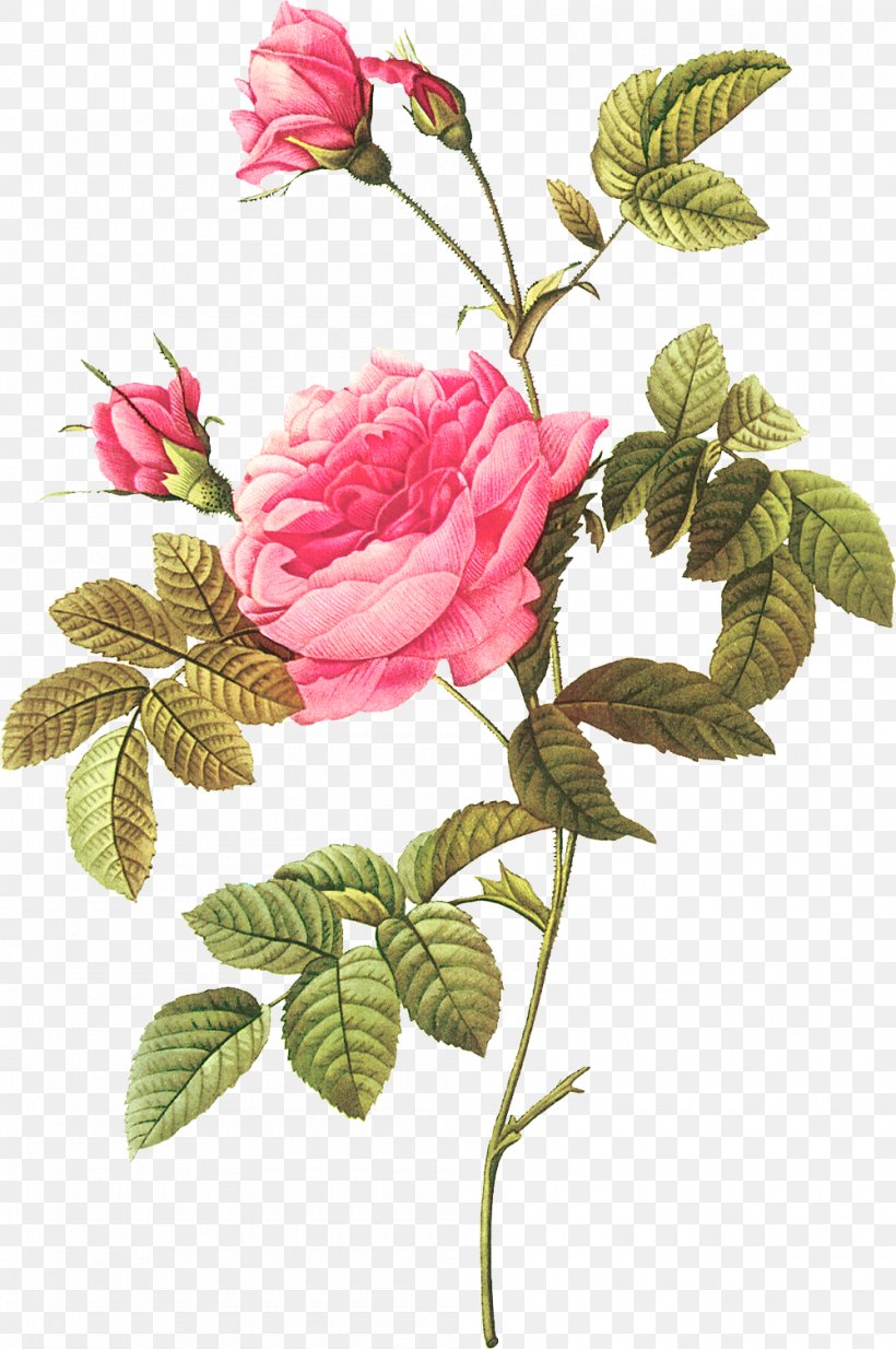 Botanical Illustration Botany Les Roses Flower, PNG, 1000x1505px, Botanical Illustration, Annual Plant, Art, Botany, Branch Download Free