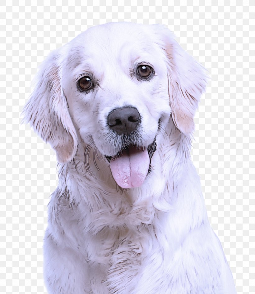Dog Dog Breed White Golden Retriever Retriever, PNG, 1295x1496px, Dog, Dog Breed, Golden Retriever, Great Pyrenees, Retriever Download Free