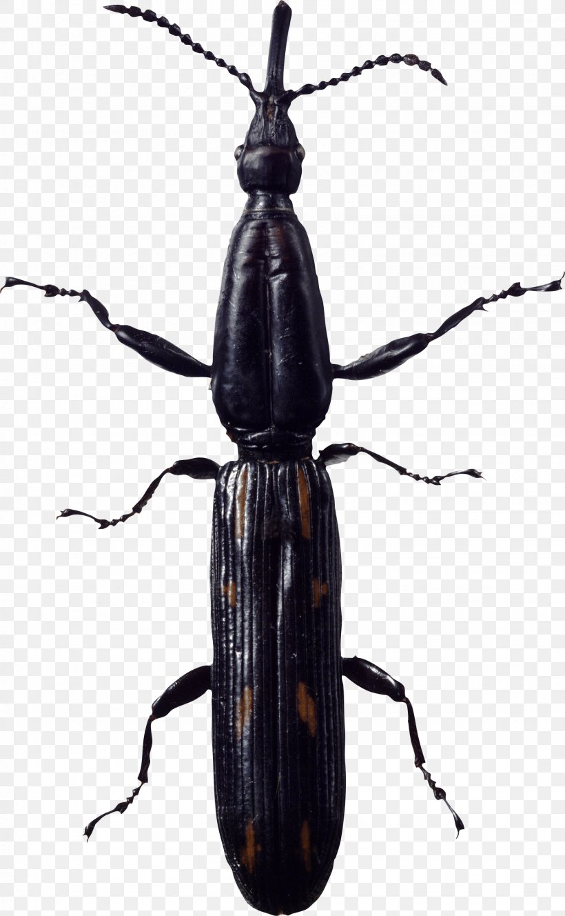 Insect Cockroach, PNG, 1539x2493px, Insect, Arthropod, Beetle, Cockroach, Fly Download Free