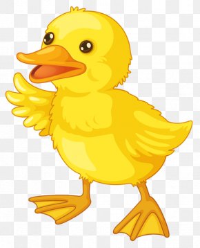 American Pekin Rubber Duck Clip Art, PNG, 555x555px, American Pekin ...