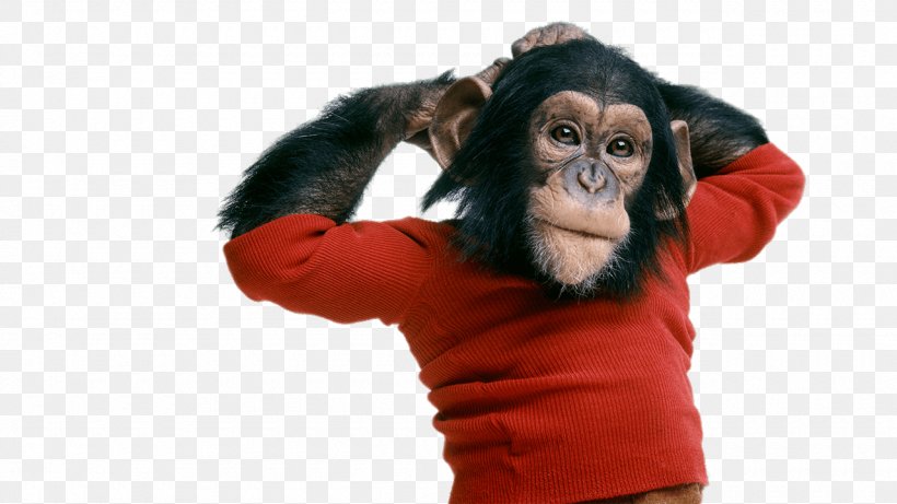 Ape Chimpanzee Nim Chimpsky Documentary Film, PNG, 1280x720px, Ape, Academy Awards, Aggression, Arm, Chimpanzee Download Free
