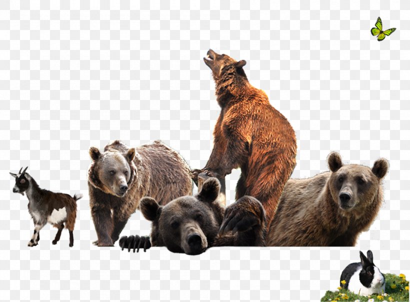 Bärenhof-Berghausen Grizzly Bear Weinstraße, PNG, 950x700px, Grizzly Bear, Alaska Peninsula Brown Bear, Animal, Bear, Brown Bear Download Free