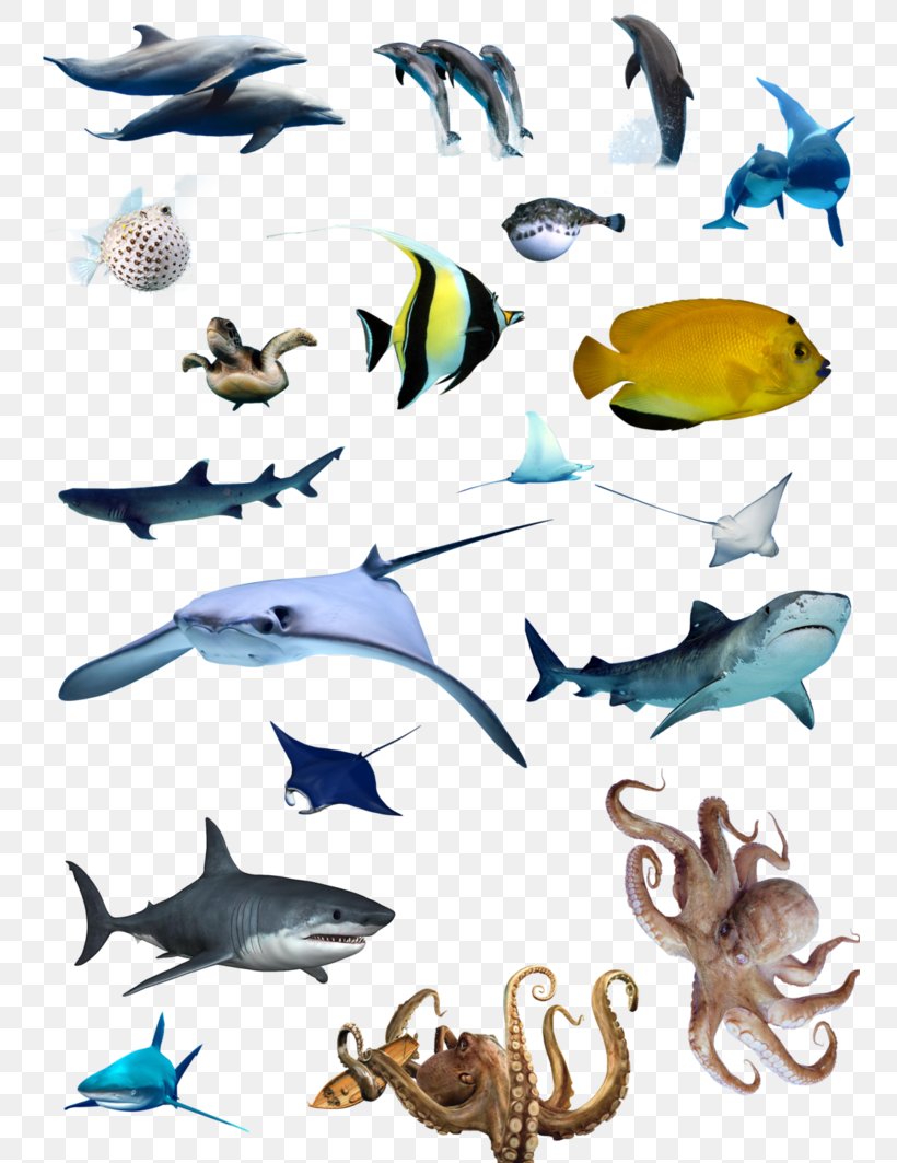Marine Biology Fish Ocean Marine Mammal, PNG, 752x1063px, Marine Biology,  Animal Figure, Biology, Coral Reef Fish,