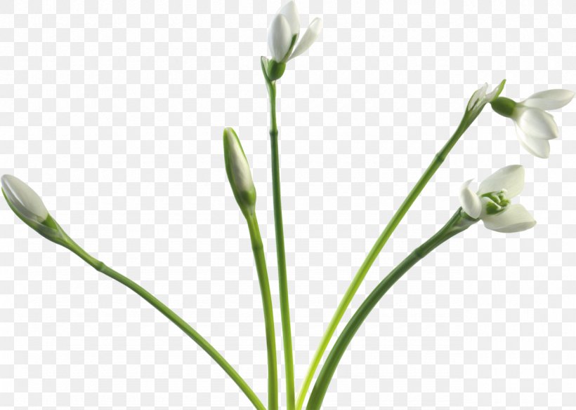 Snowdrop Flower Clip Art, PNG, 1280x914px, Snowdrop, Amaryllidaceae, Bud, Computer Software, Cut Flowers Download Free