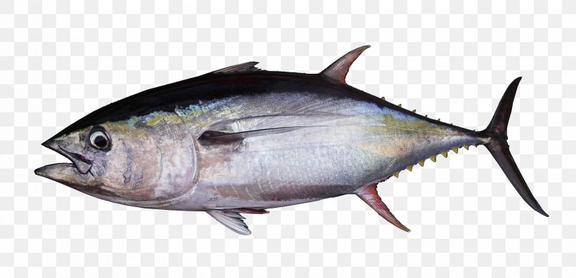 Albacore Bigeye Tuna Atlantic Bluefin Tuna Southern Bluefin Tuna Yellowfin Tuna, PNG, 2472x1196px, Albacore, Atlantic Bluefin Tuna, Atlantic Mackerel, Bigeye Tuna, Bonito Download Free