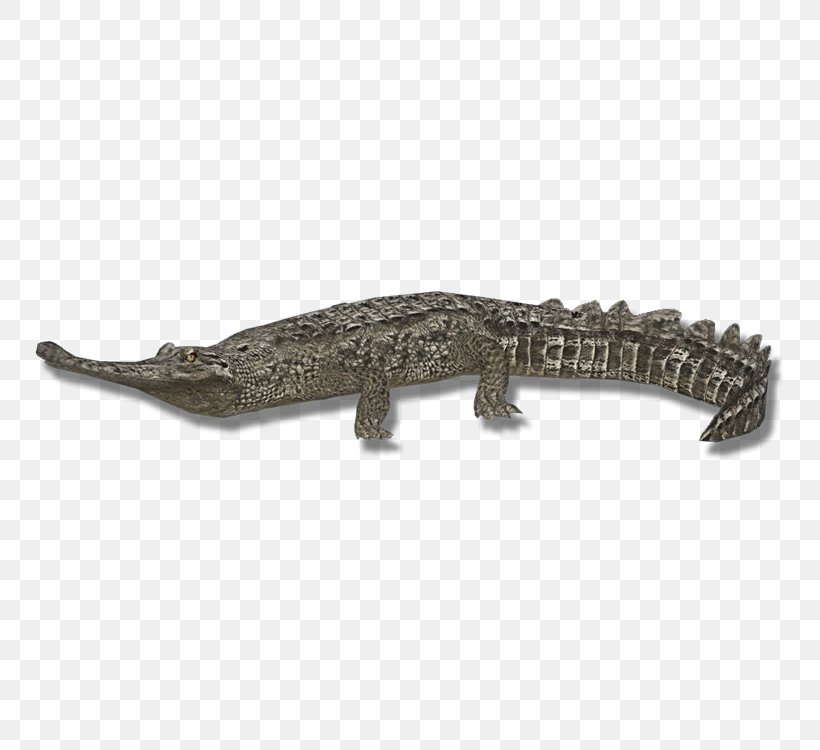 Crocodiles Gharial Nile Crocodile American Alligator, PNG, 750x750px, Crocodiles, Alligator, American Alligator, Black Caiman, Caiman Download Free