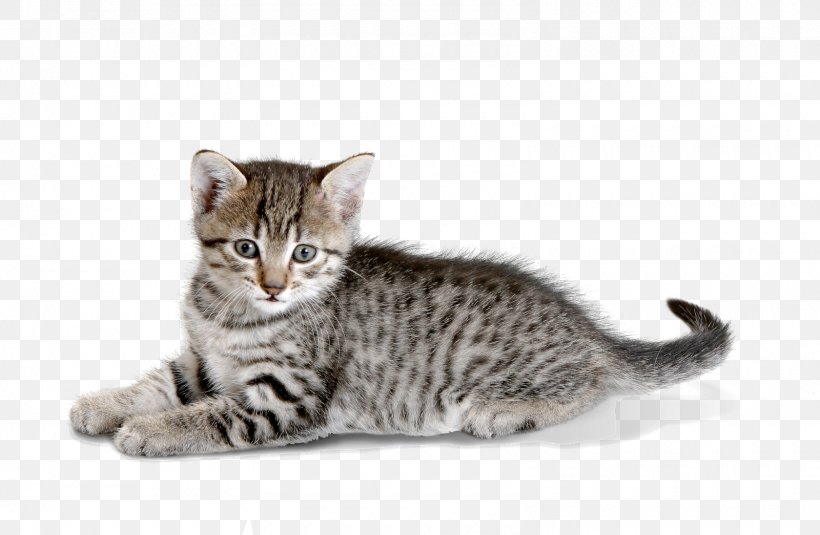 Dragon Li Kitten American Shorthair California Spangled American Wirehair, PNG, 1600x1045px, Dragon Li, American Shorthair, American Wirehair, Asian, Australian Mist Download Free