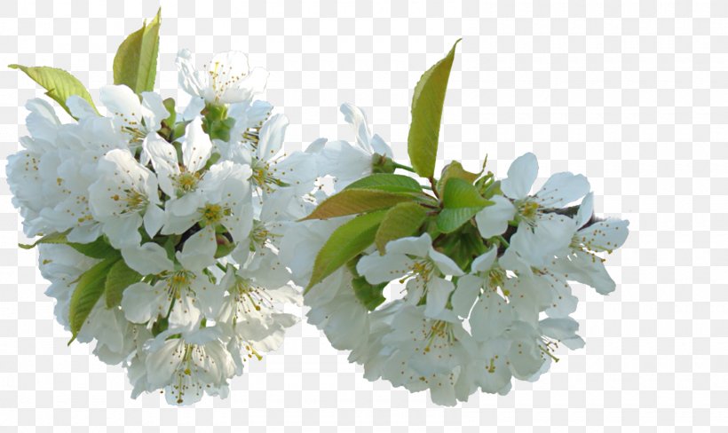 Flower Blog Clip Art, PNG, 1600x954px, Flower, Blog, Blossom, Branch, Cerasus Download Free