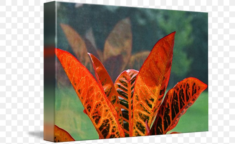 Leaf Garden Croton Houseplant Crotons, PNG, 650x504px, Leaf, Cordyline, Crotons, Flora, Flower Download Free