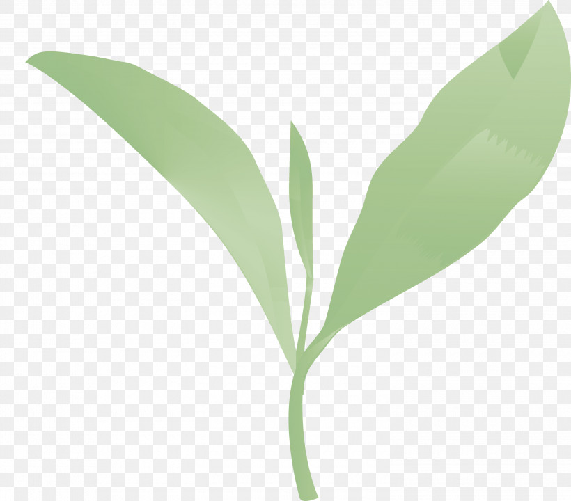 Tea Leaves Leaf Spring, PNG, 3000x2636px, Tea Leaves, Eucalyptus, Flower, Leaf, Lily Of The Valley Download Free