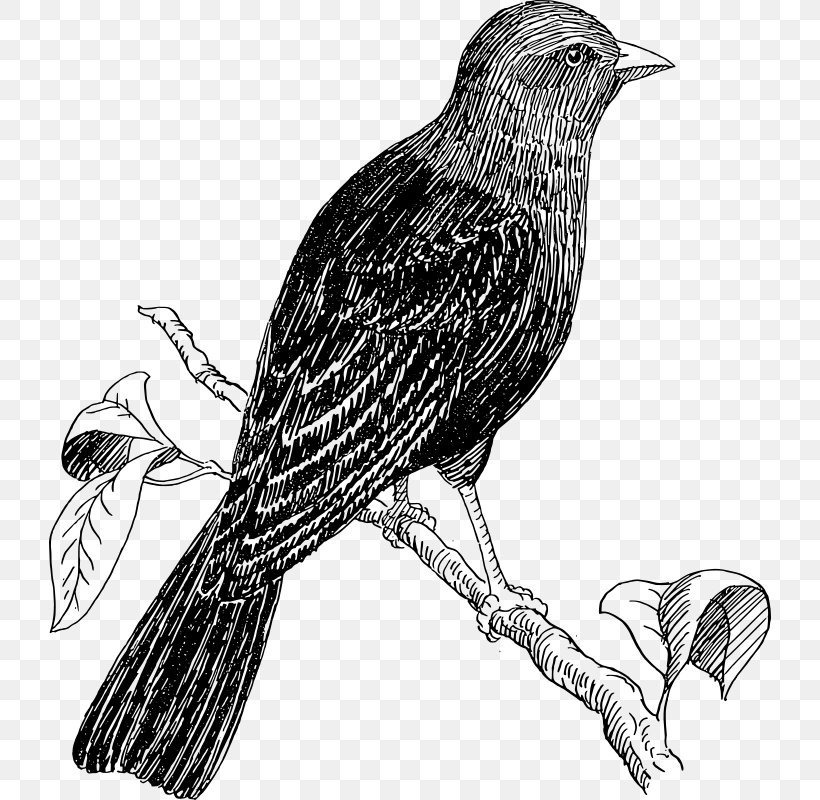 Bird Cuckoos Drawing Clip Art, PNG, 722x800px, Bird, American Crow, Beak, Bird Of Prey, Black And White Download Free