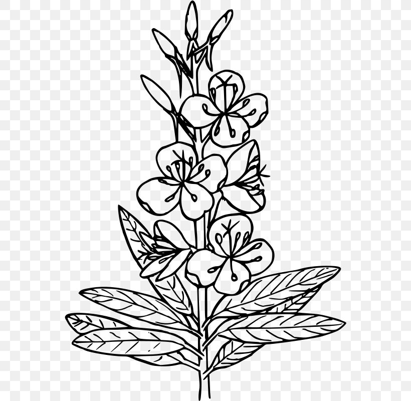 Drawing Coloring Book Black And White Clip Art, PNG, 562x800px, Drawing, Art, Artwork, Black And White, Branch Download Free