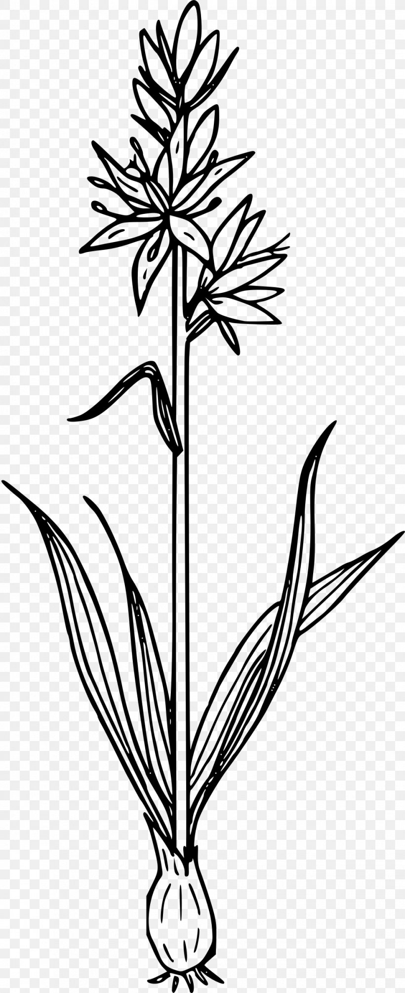 Line Art Plant Clip Art, PNG, 979x2400px, Line Art, Black And White, Branch, Drawing, Flora Download Free