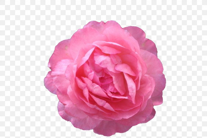 Moutan Peony Icon, PNG, 1024x683px, Peony, Artificial Flower, Camellia, Cut Flowers, Flower Download Free