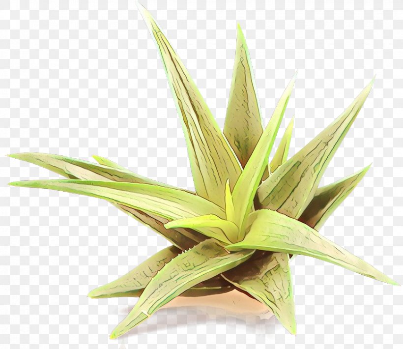 Plant Grass Leaf Terrestrial Plant Houseplant, PNG, 868x752px, Cartoon, Agave, Aloe, Flower, Flowering Plant Download Free