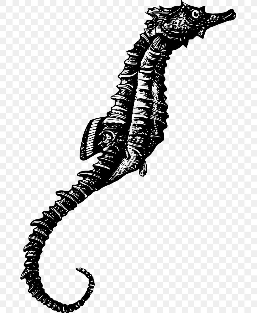 Seahorse Silhouette Clip Art, PNG, 689x1000px, Seahorse, Animal, Aquatic Animal, Black And White, Monochrome Download Free