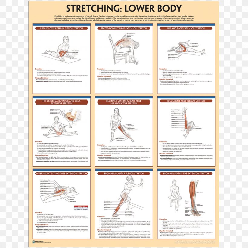 Stretching Poster Paper Exercise, PNG, 1000x1000px, Stretching, Amazoncom, Anatomy, Area, Brand Download Free