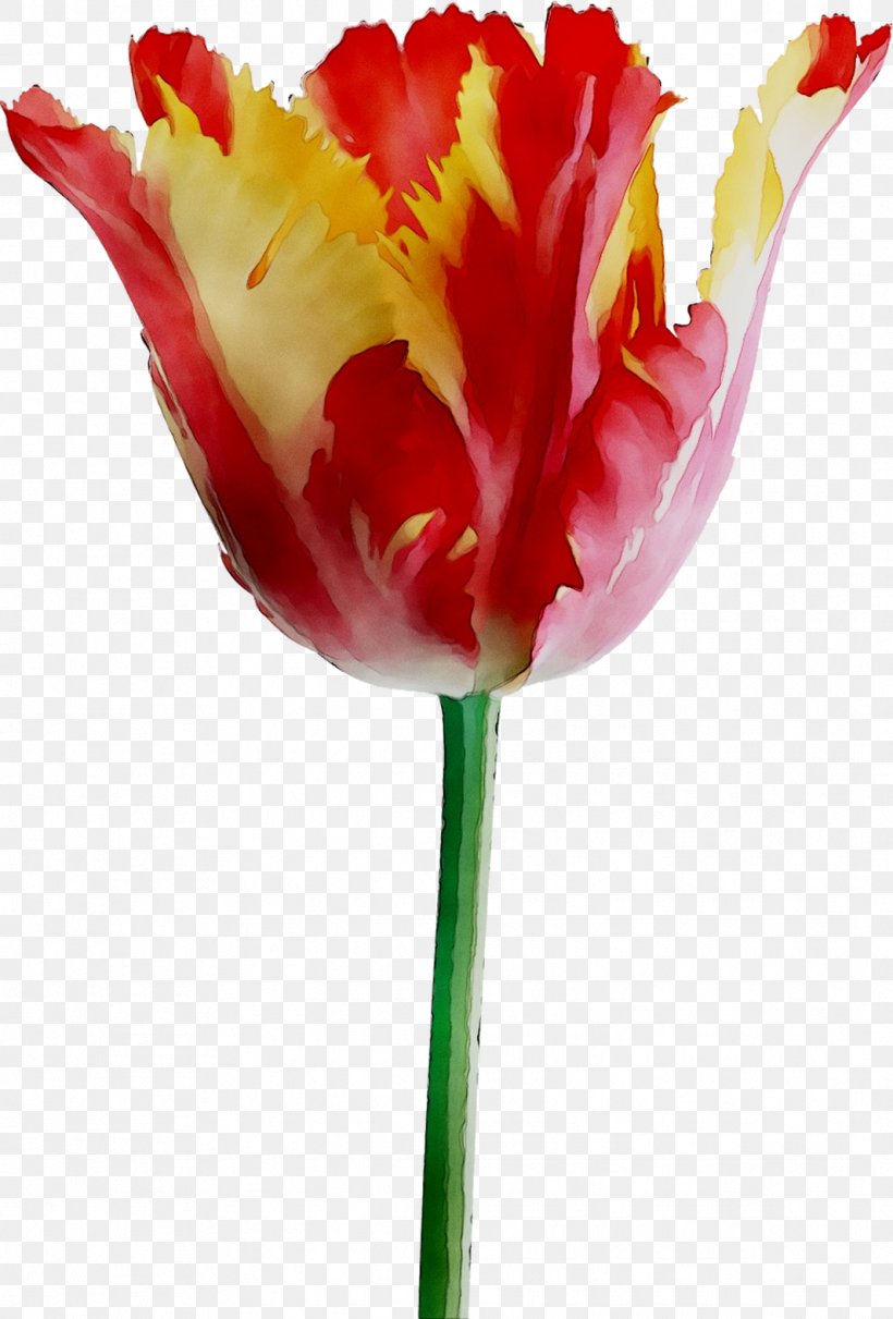 Tulip Cut Flowers Plant Stem Petal, PNG, 1065x1574px, Tulip, Botany, Cut Flowers, Flower, Flowering Plant Download Free