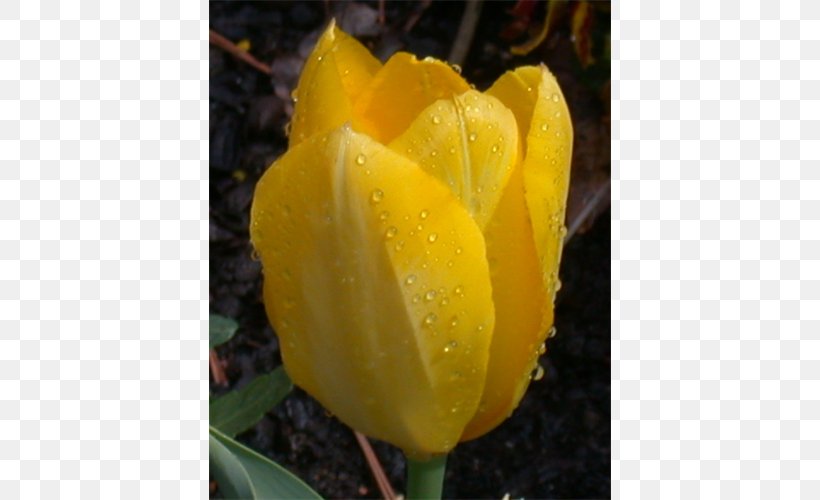 Tulip Petal Plant Stem Herbaceous Plant, PNG, 500x500px, Tulip, Flower, Flowering Plant, Herbaceous Plant, Lily Family Download Free