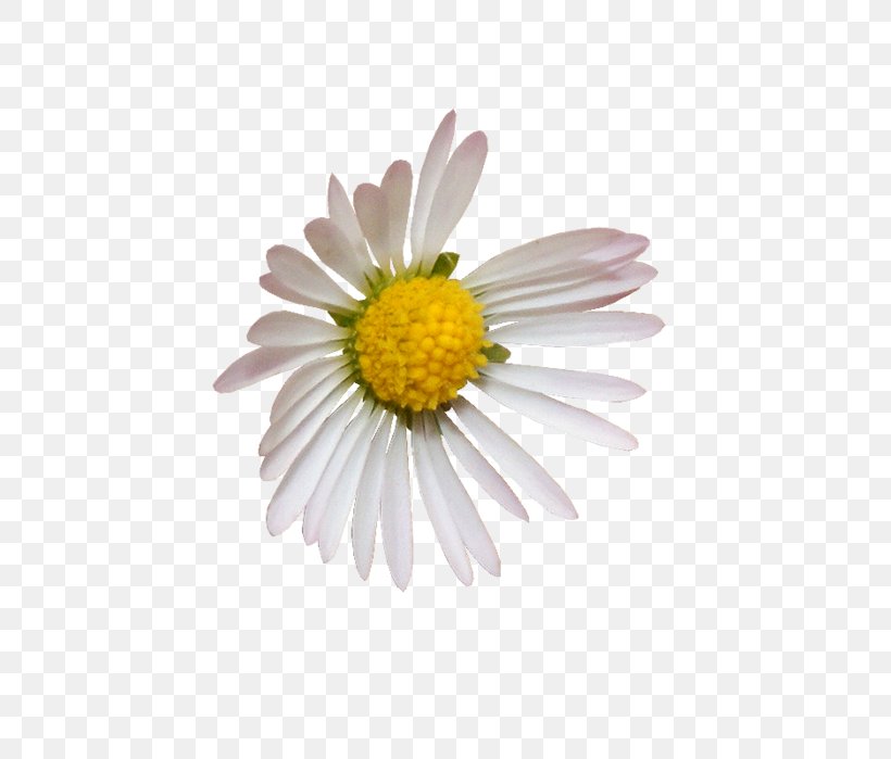 Common Daisy Decoupage, PNG, 668x699px, Common Daisy, Alphabet, Aster, Chamaemelum Nobile, Chrysanths Download Free